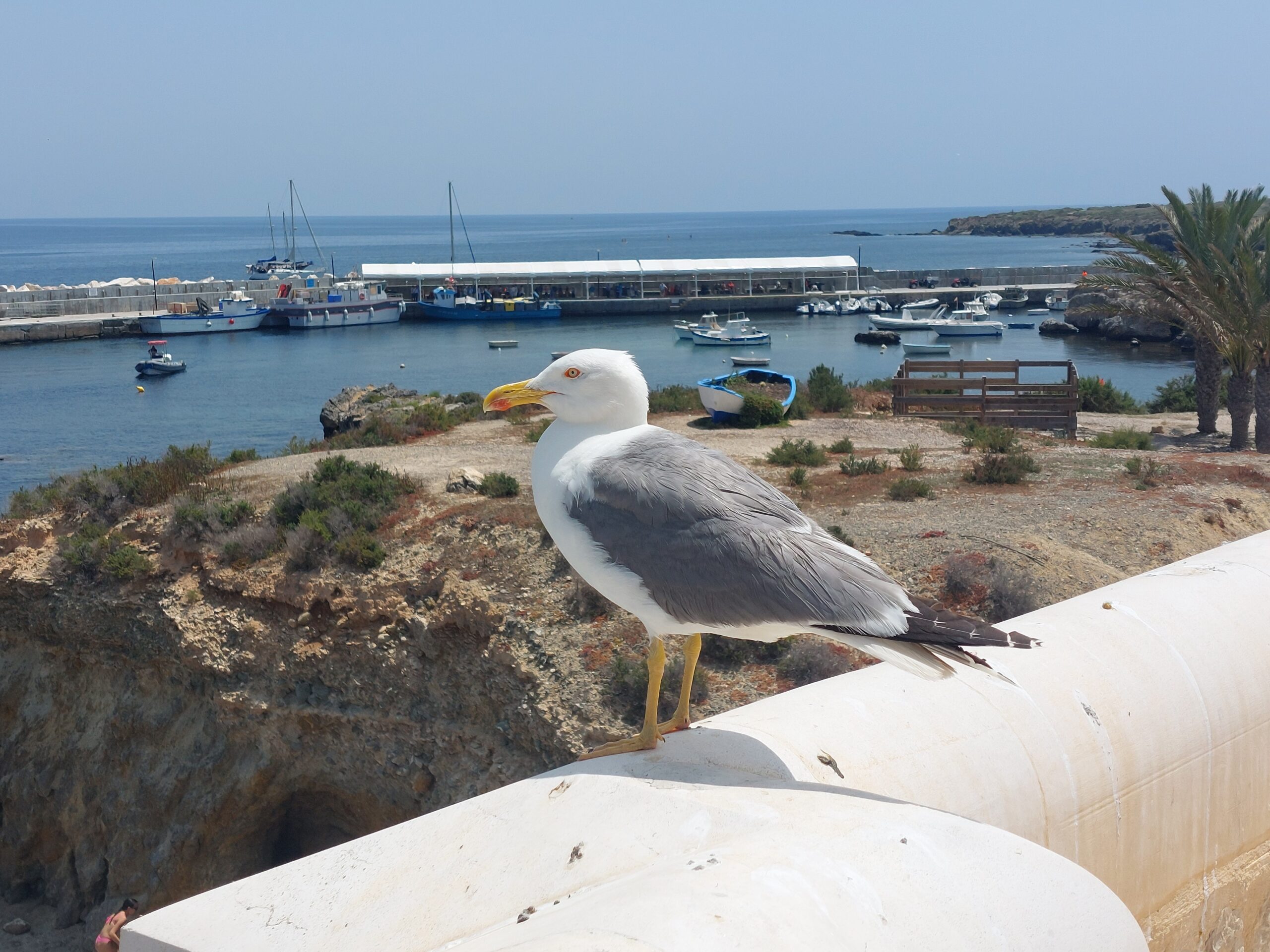 Tabarca Island Day Trip